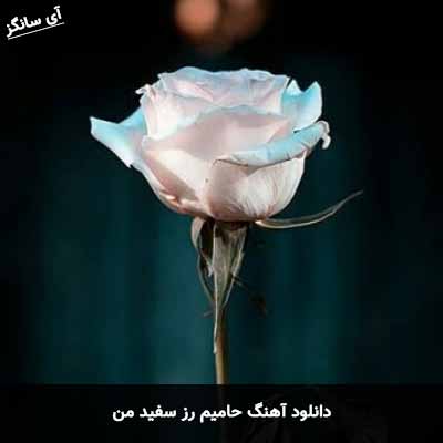دانلود آهنگ حامیم رز سفید من